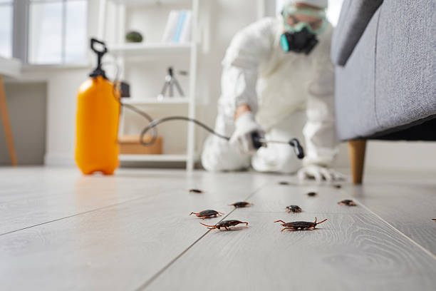 Commercial Kitchen Cockroach Control in Huxley